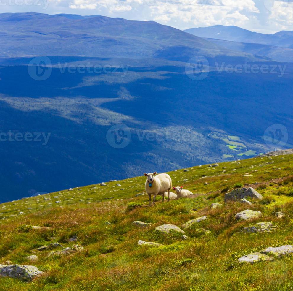 Ovejas lanudas en una pradera en la montaña de Noruega. foto