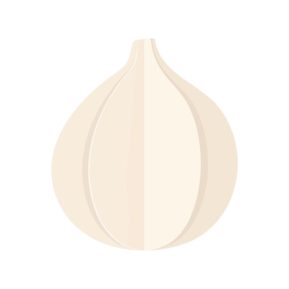 fresh garlic vegetable vector