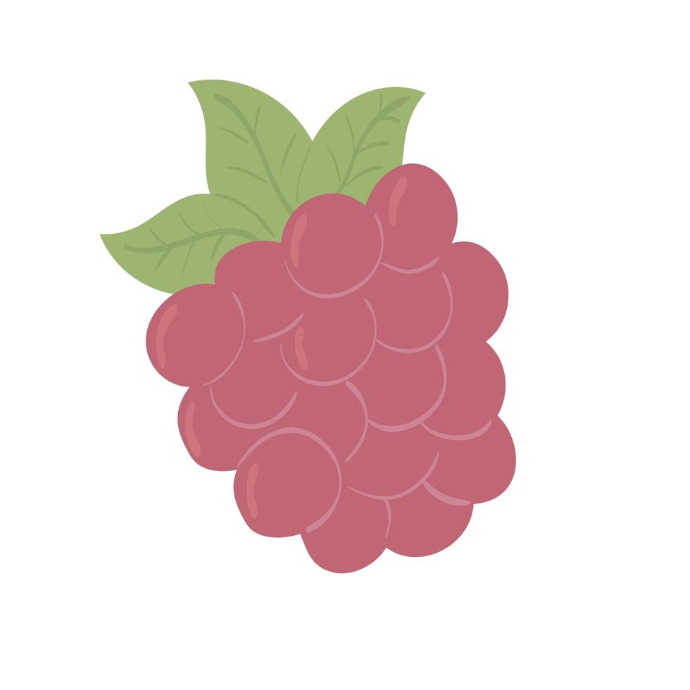 blackberry fresh fruit vector