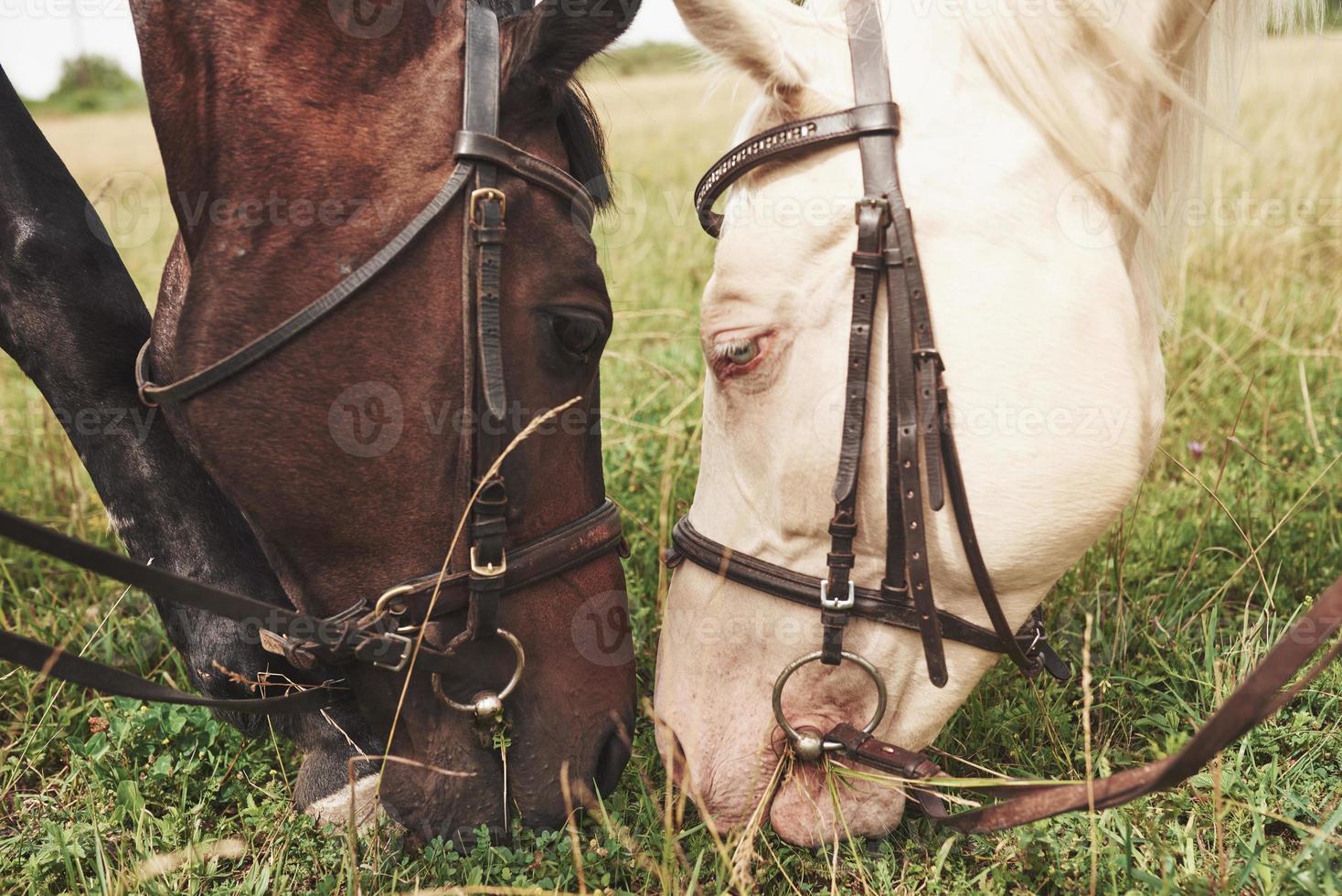 dos hermosos caballos de montar, marrones y blancos, se paran juntos con las cabezas juntas foto