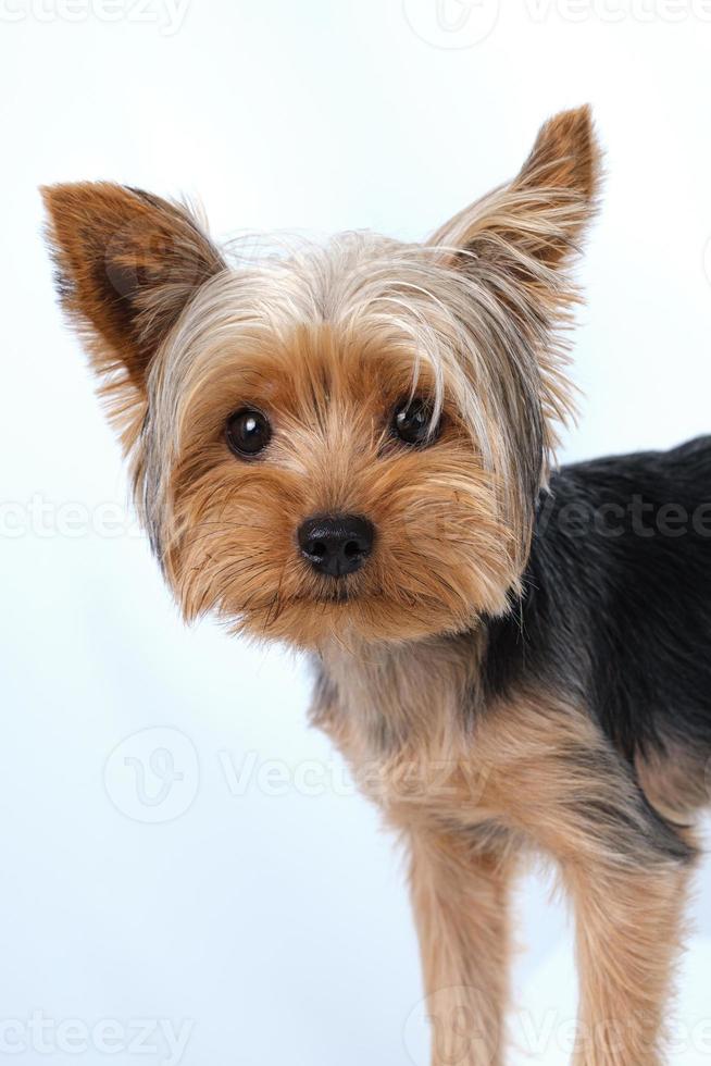 yorkshire terrier sobre fondo blanco pelo corto foto