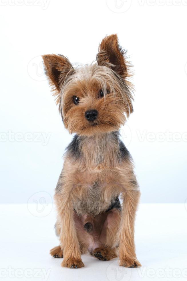 yorkshire terrier sobre fondo blanco pelo corto foto