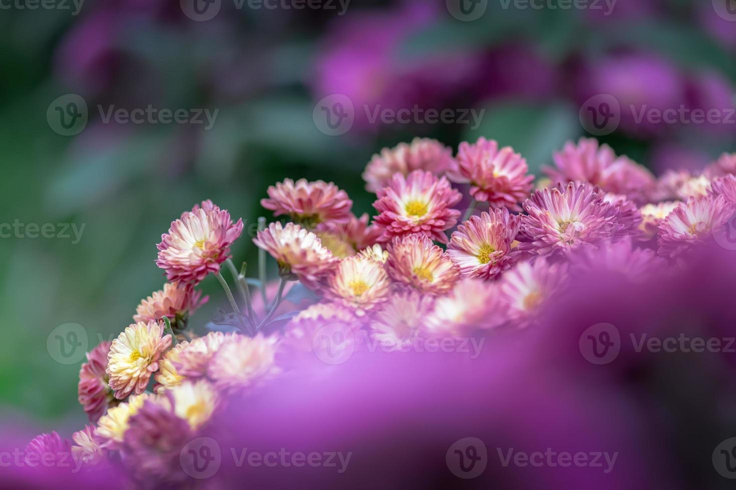 The smaller purple chrysanthemums in the park are against a dark green background photo