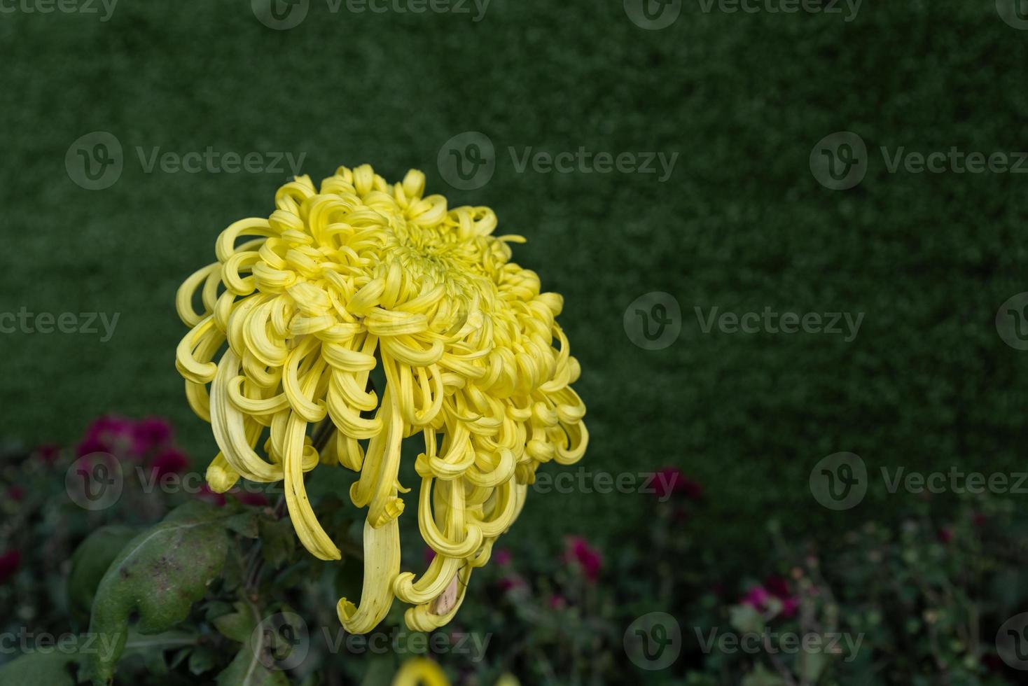 Big yellow chrysanthemums in the park photo