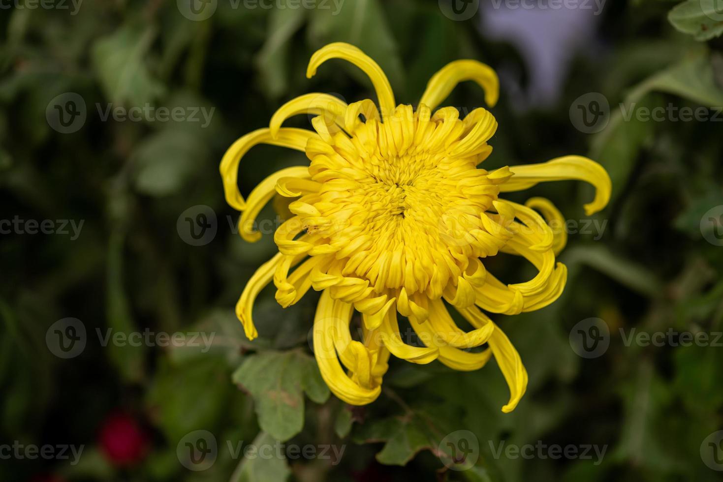 Big yellow chrysanthemums in the park photo