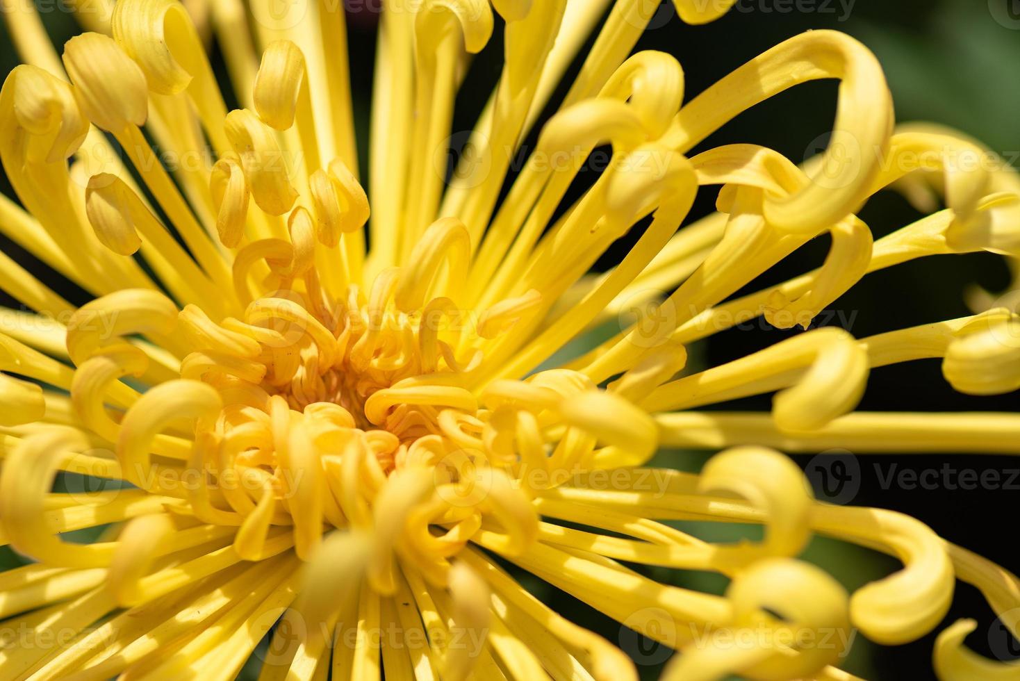 Big yellow chrysanthemums in the park photo