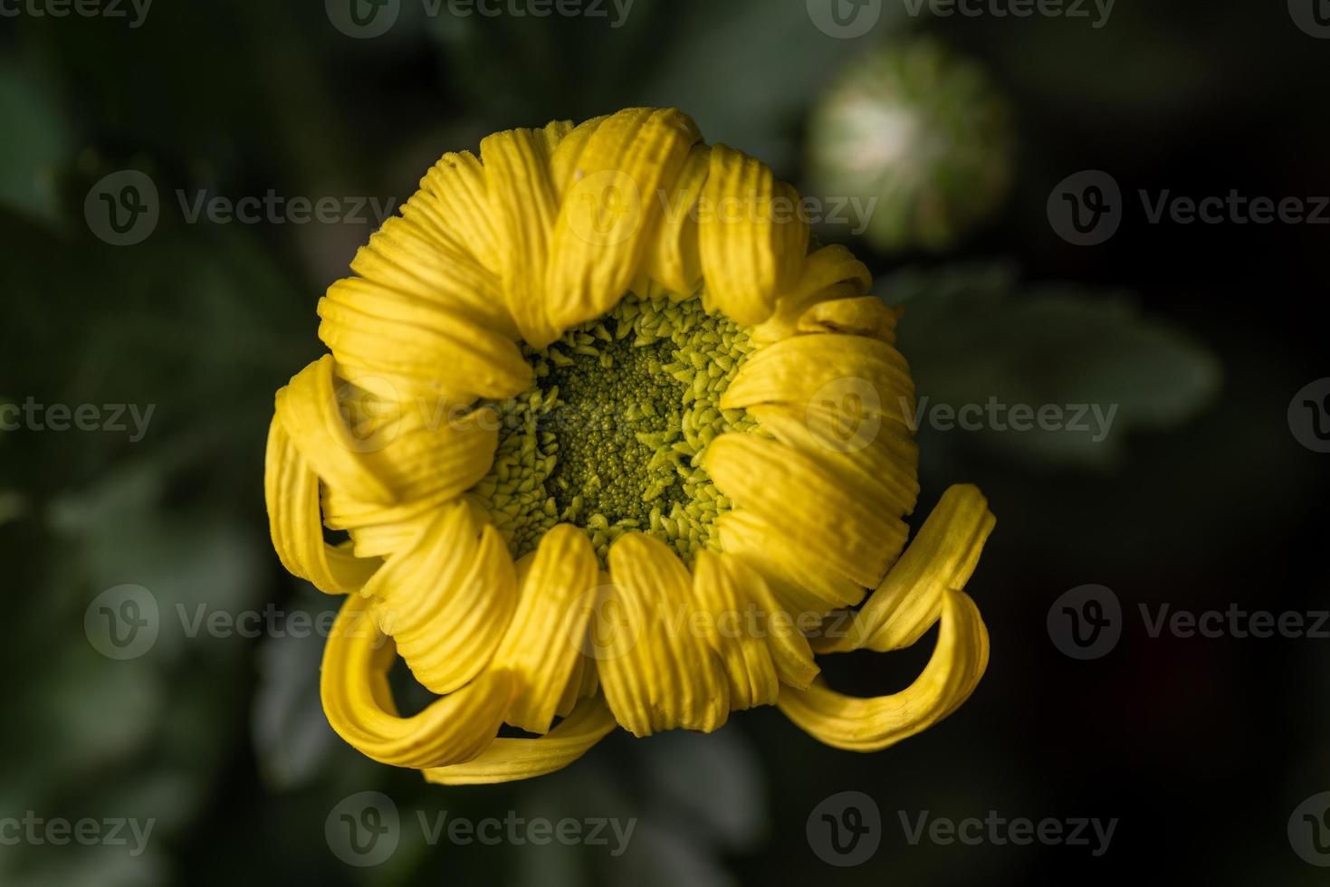 Big yellow chrysanthemums in the park photo