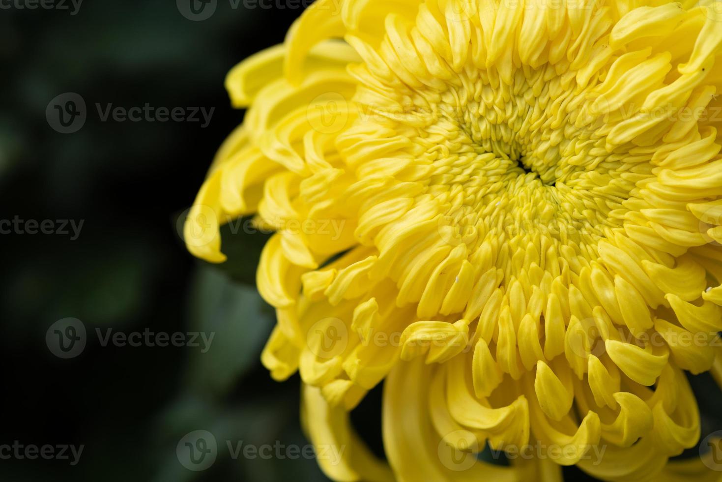 Big yellow chrysanthemums in the park photo