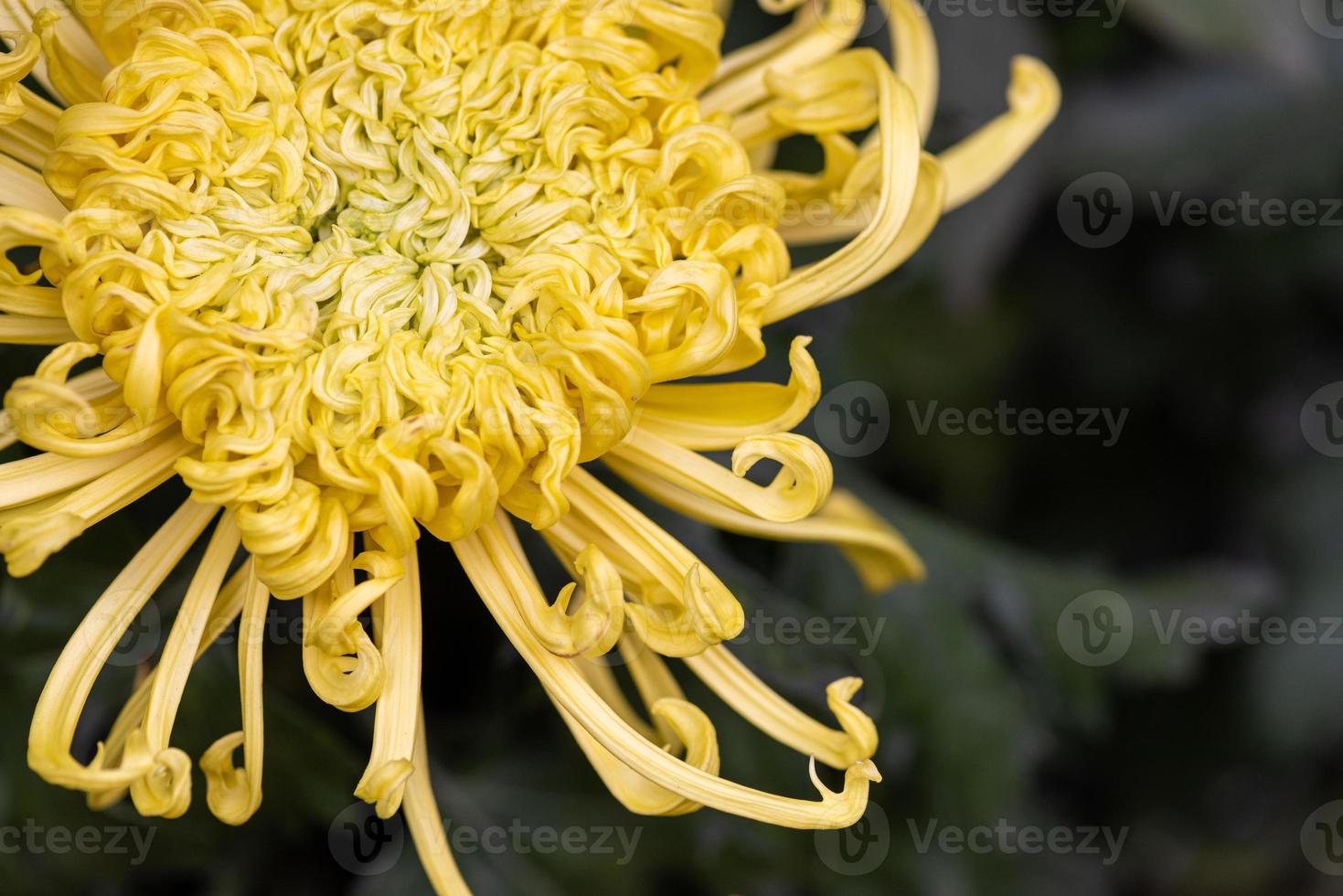 Big yellow chrysanthemums in the park photo