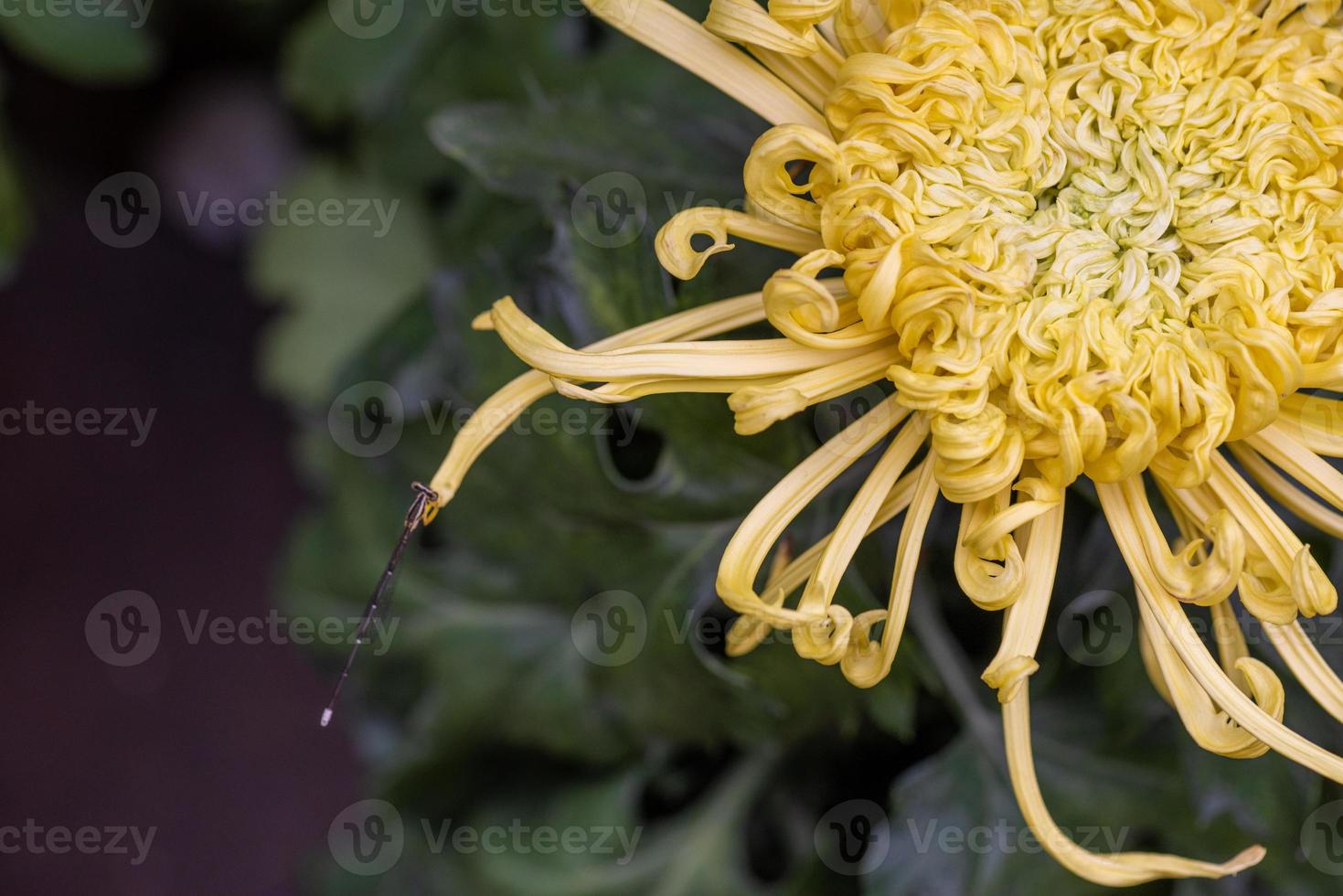 Big yellow chrysanthemums in the park photo