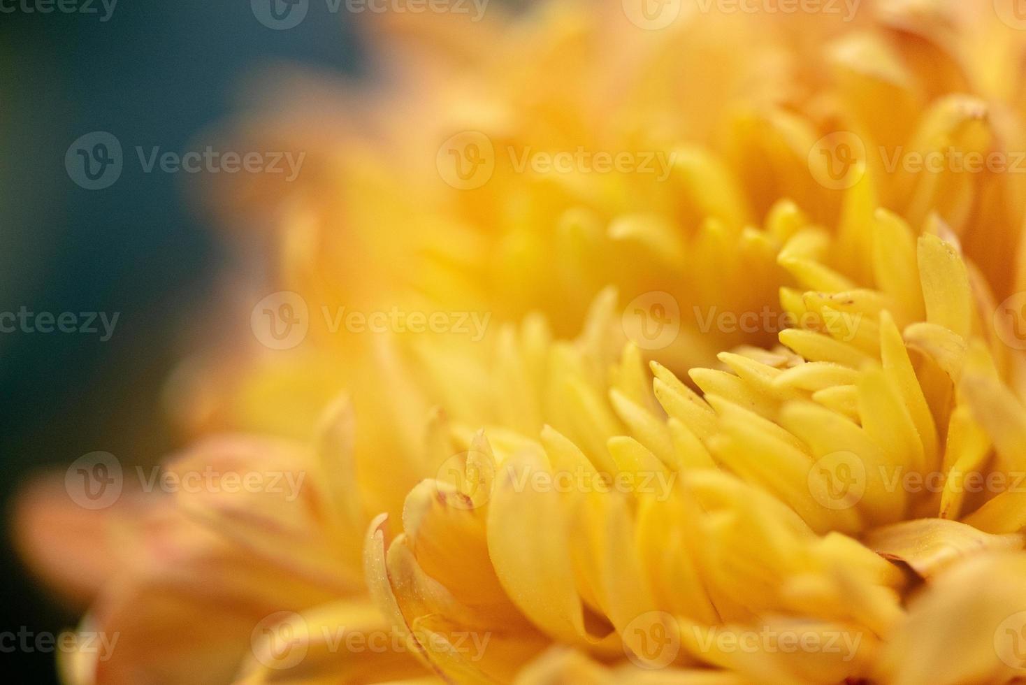 Big yellow chrysanthemums in the park photo