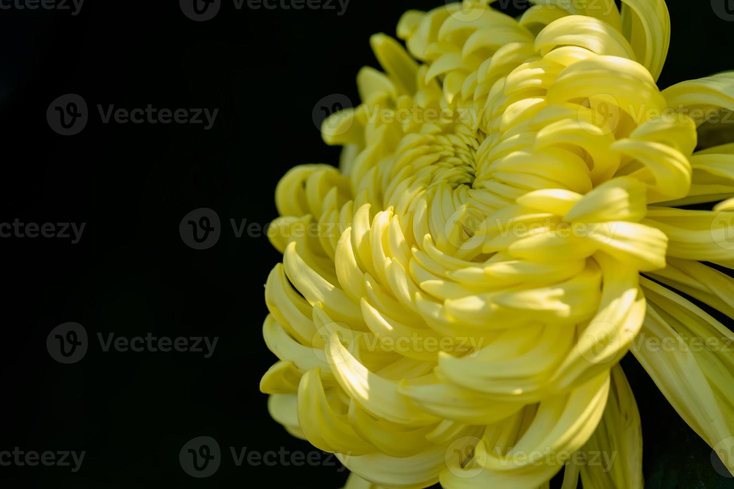 Big yellow chrysanthemums in the park photo