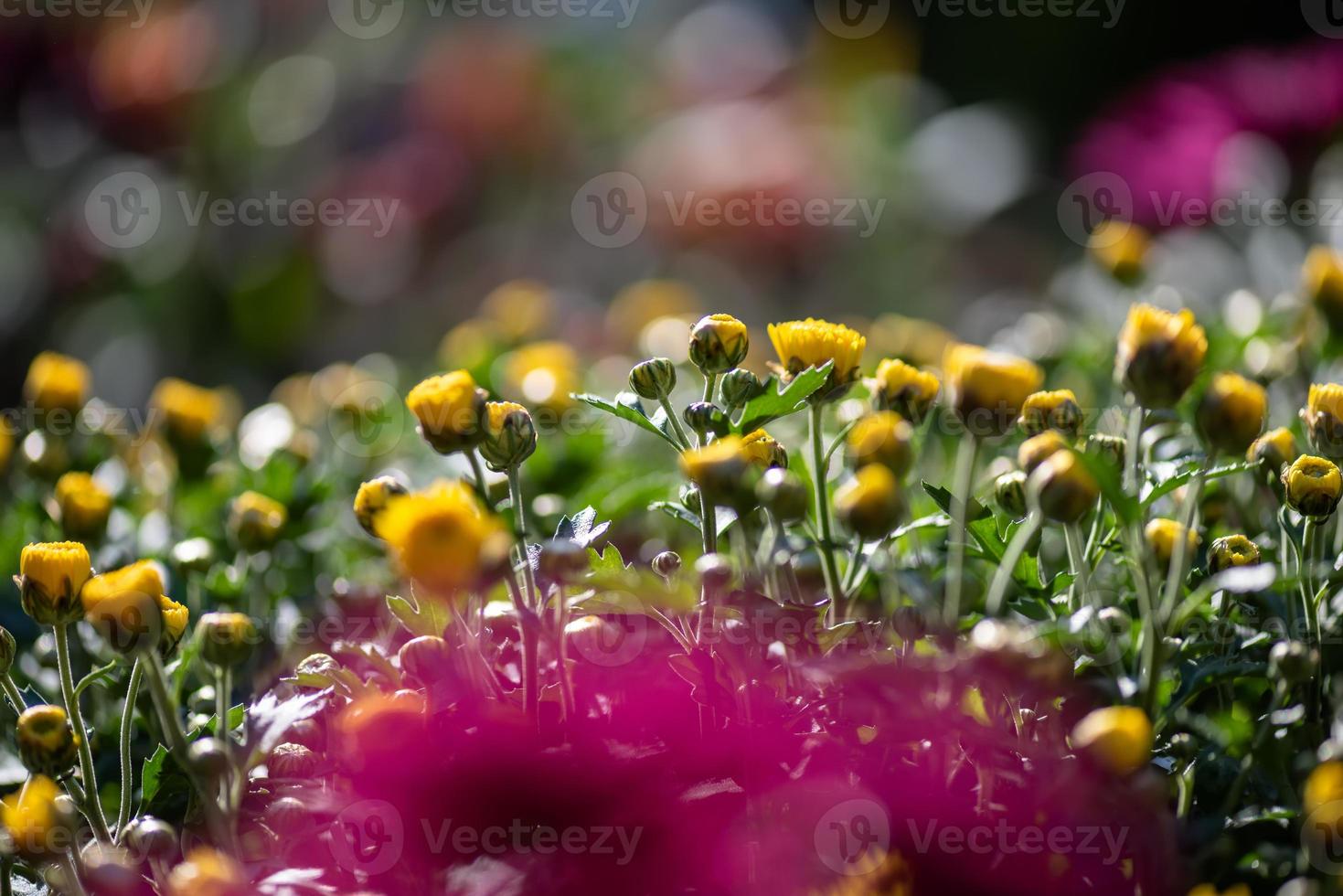 Small yellow wild chrysanthemums in the park photo