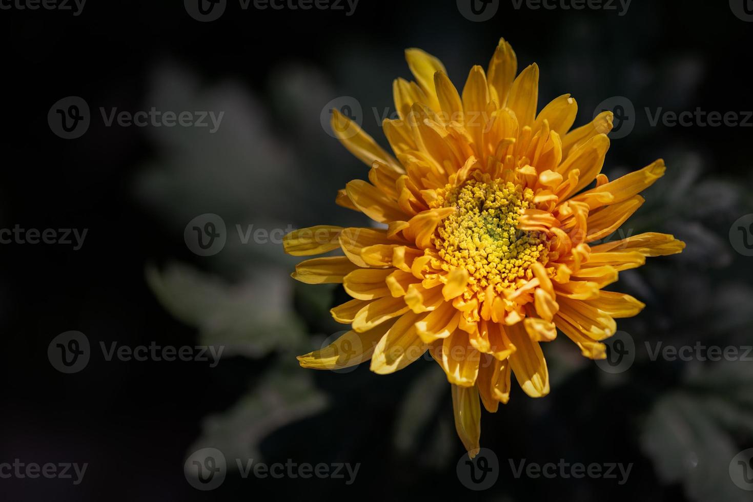 Small yellow wild chrysanthemums in the park photo