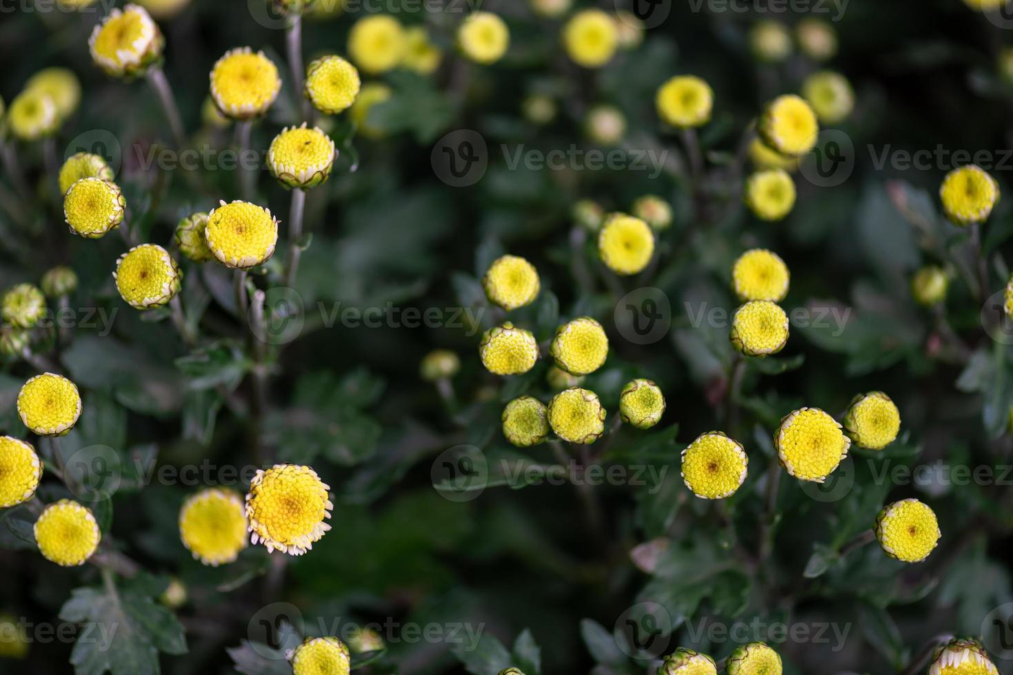 Small yellow wild chrysanthemums in the park photo