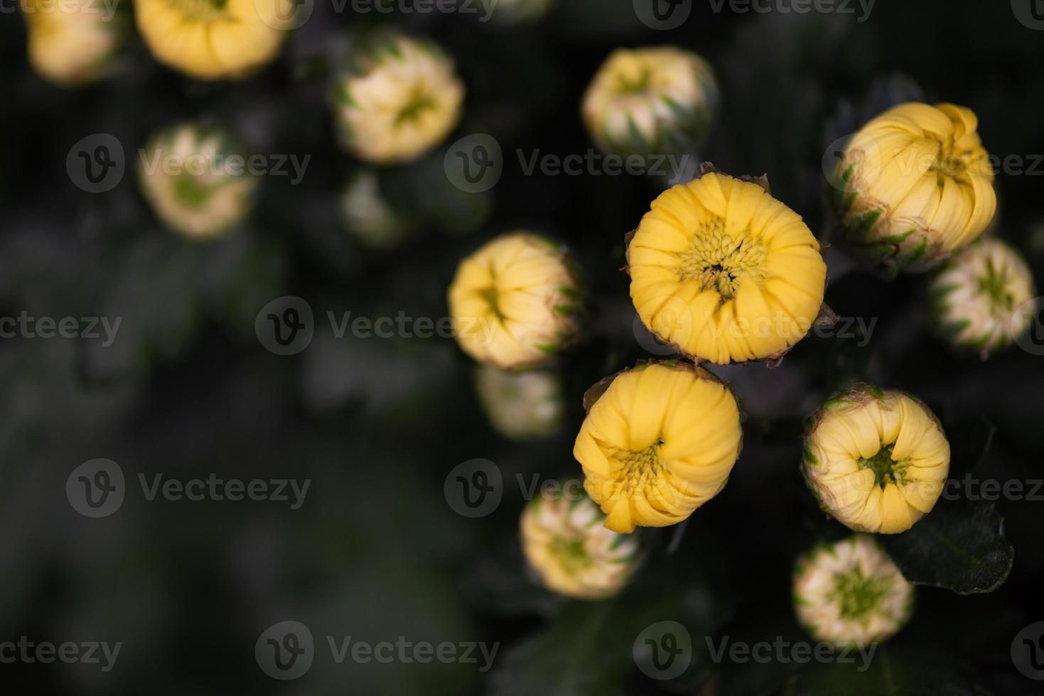 Small yellow wild chrysanthemums in the park photo