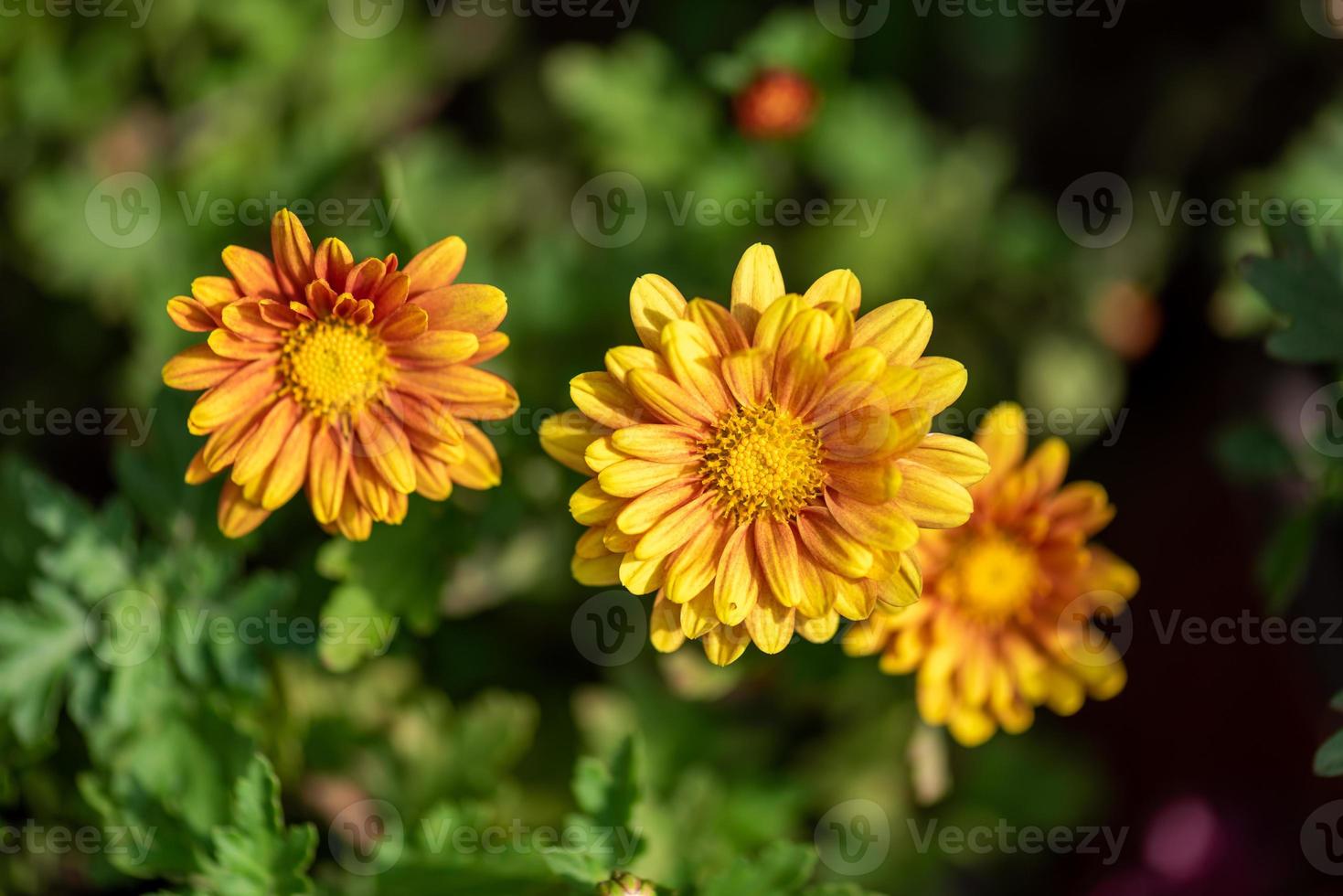 Small yellow wild chrysanthemums in the park photo