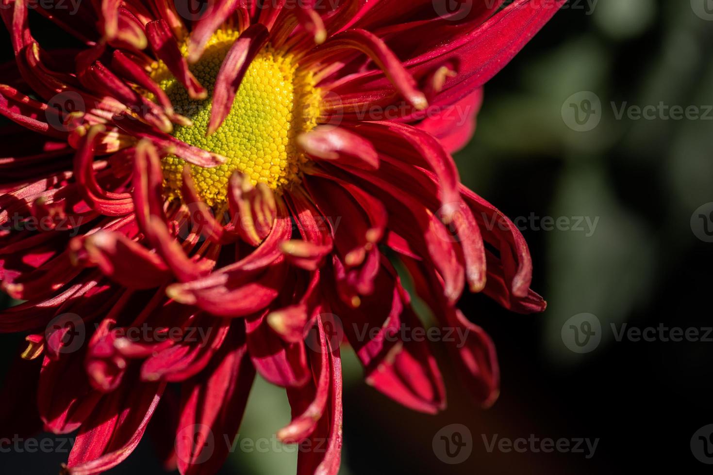 Small red wild chrysanthemums in the park photo