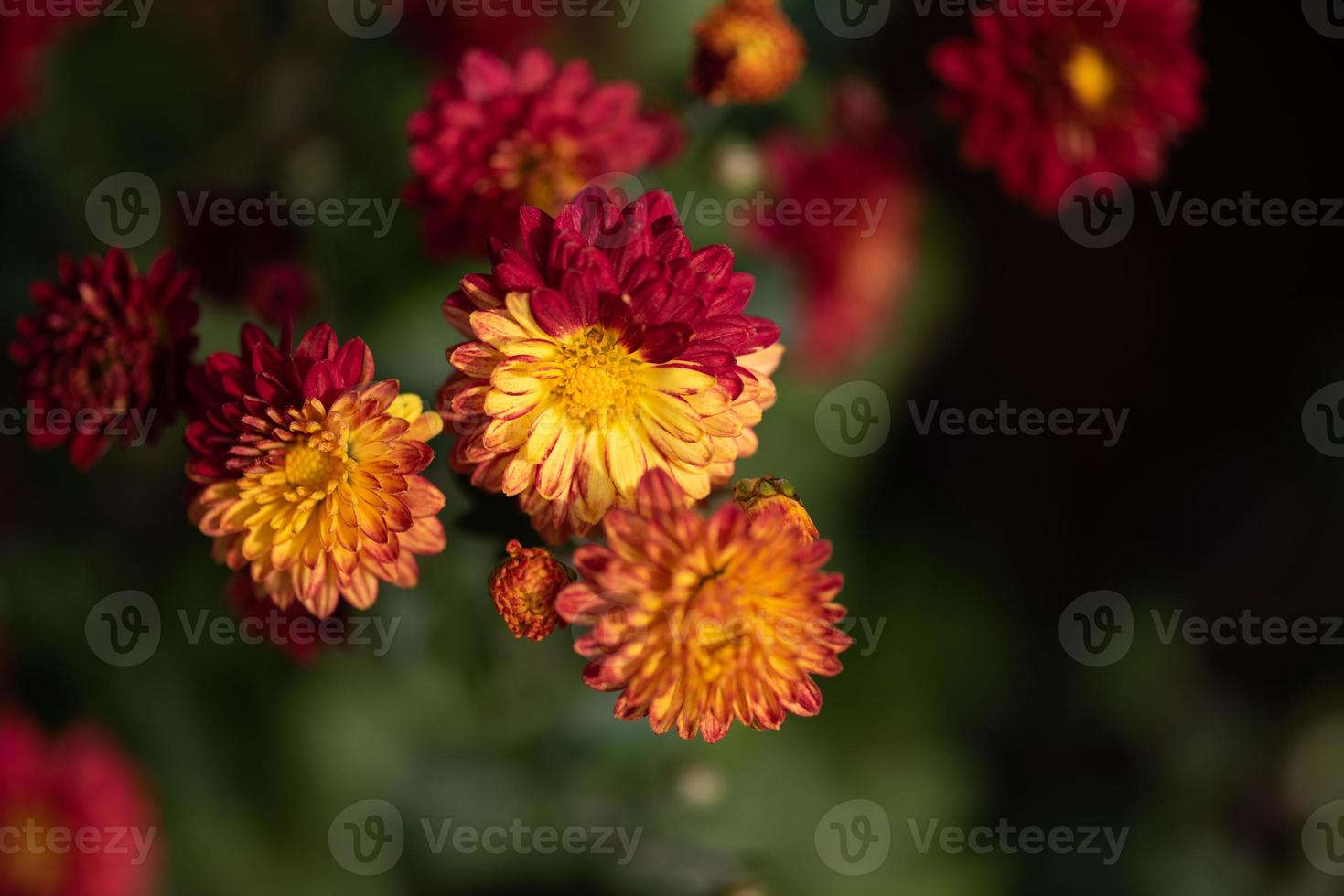 pequeños crisantemos rojos silvestres en el parque foto