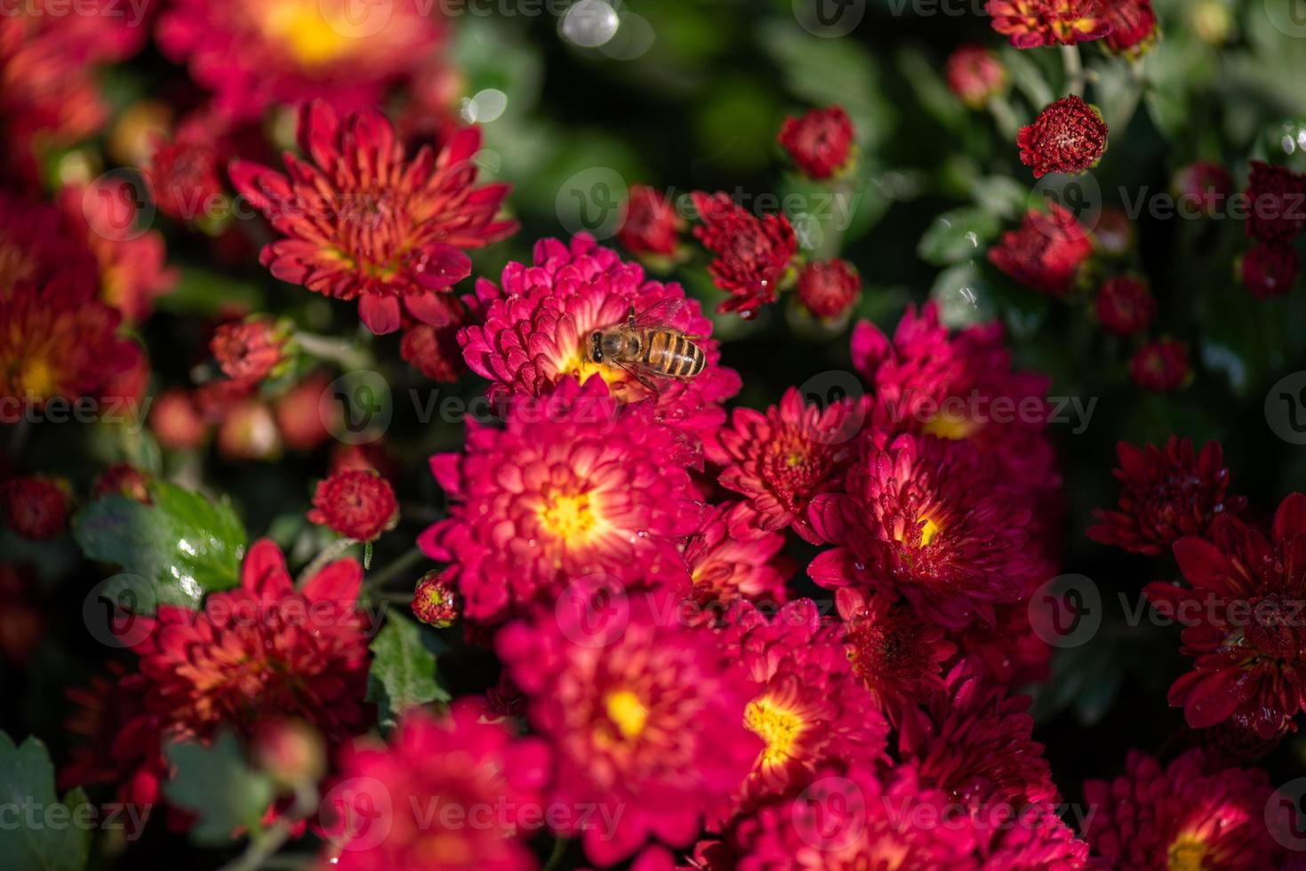 pequeños crisantemos rojos silvestres en el parque foto