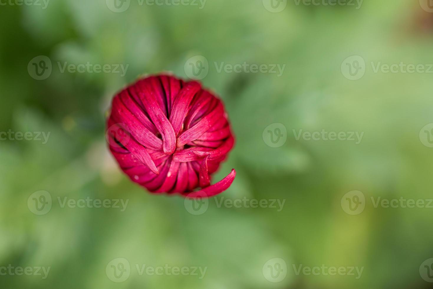 Small red wild chrysanthemums in the park photo