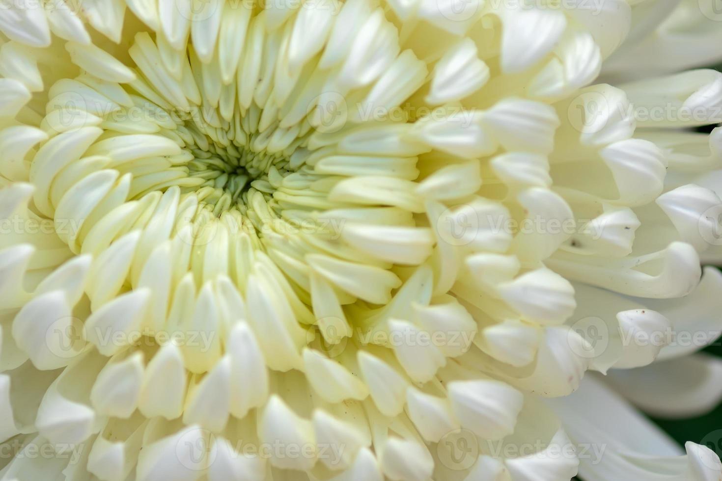 The big white chrysanthemums are in the park photo