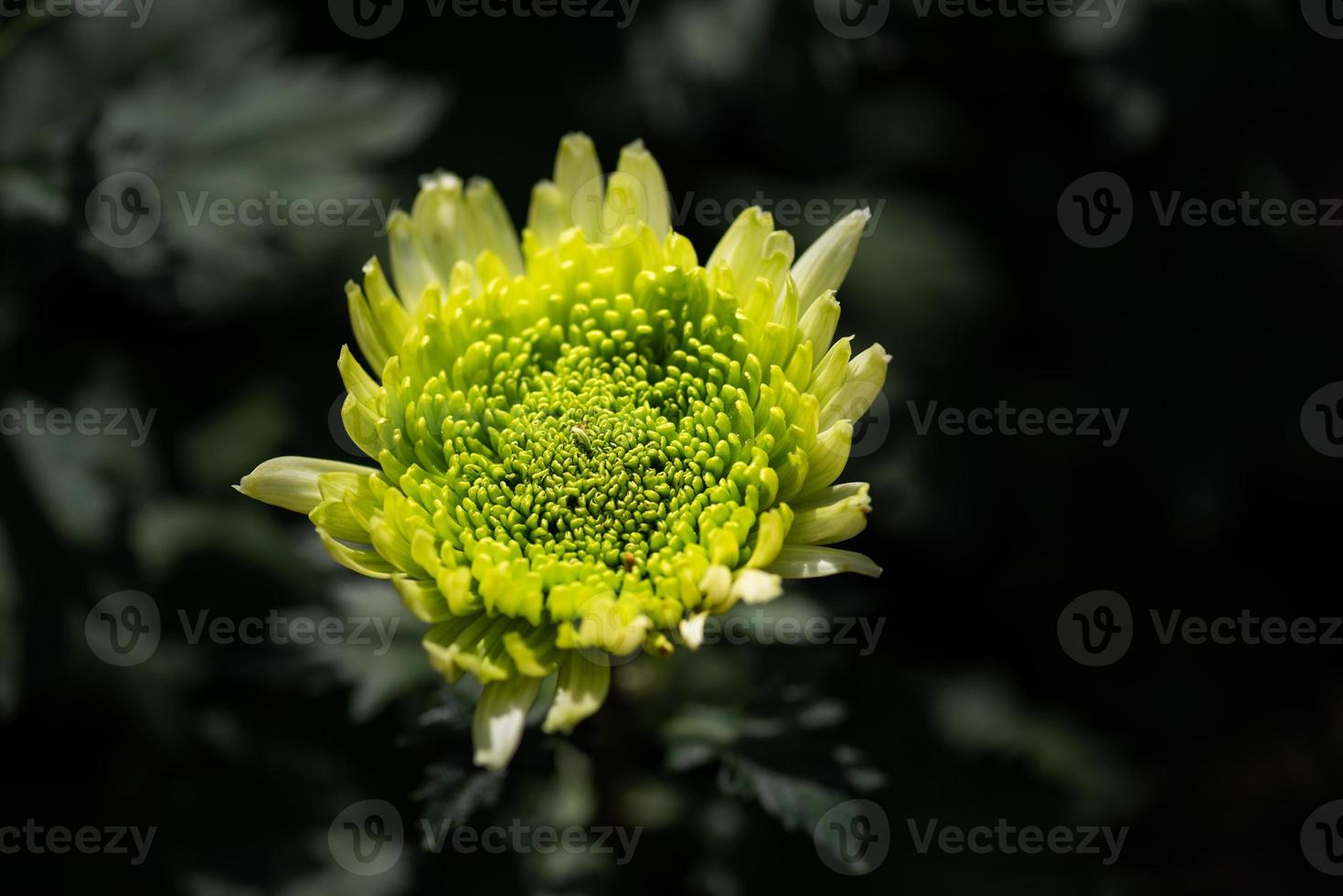 Light green big chrysanthemums are in the park photo