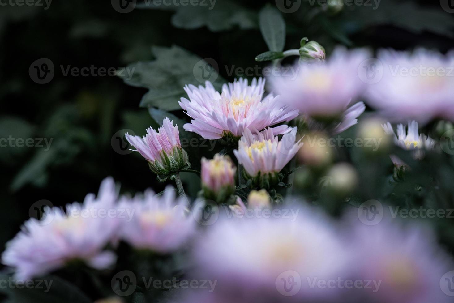 All kinds of chrysanthemums are in the park photo