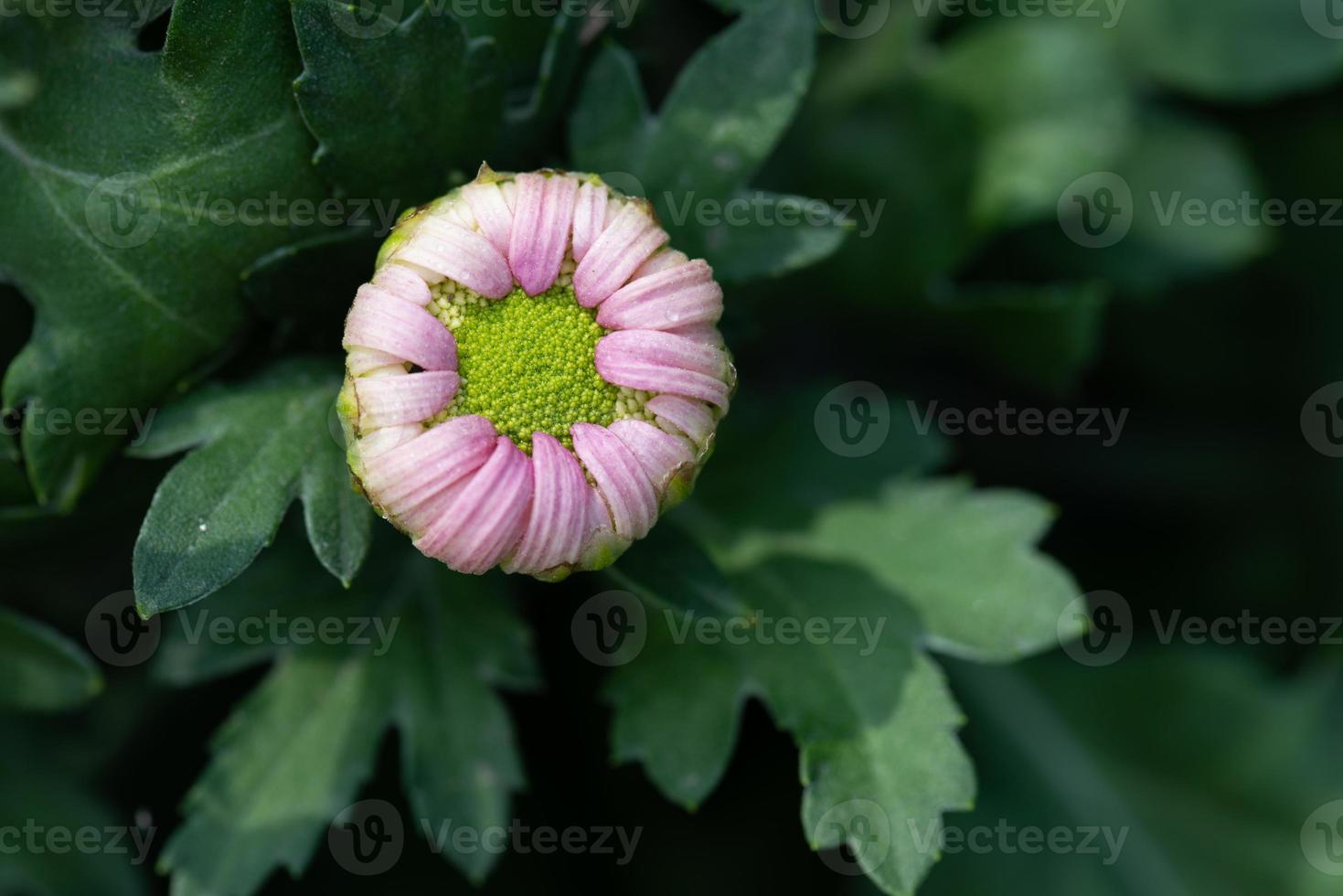 All kinds of chrysanthemums are in the park photo