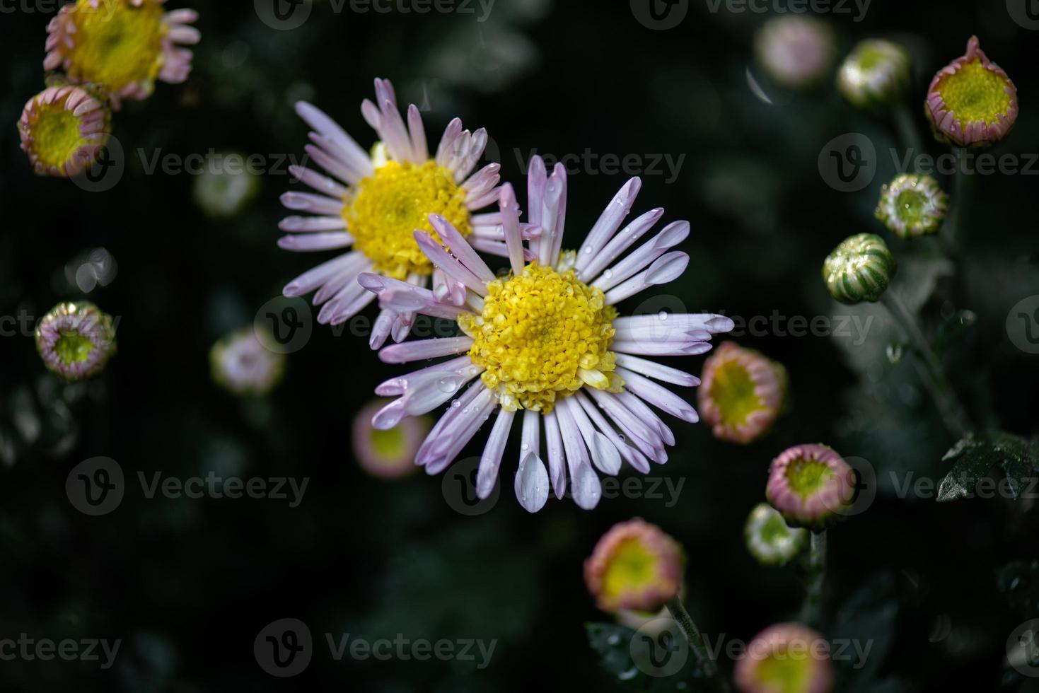 All kinds of chrysanthemums are in the park photo