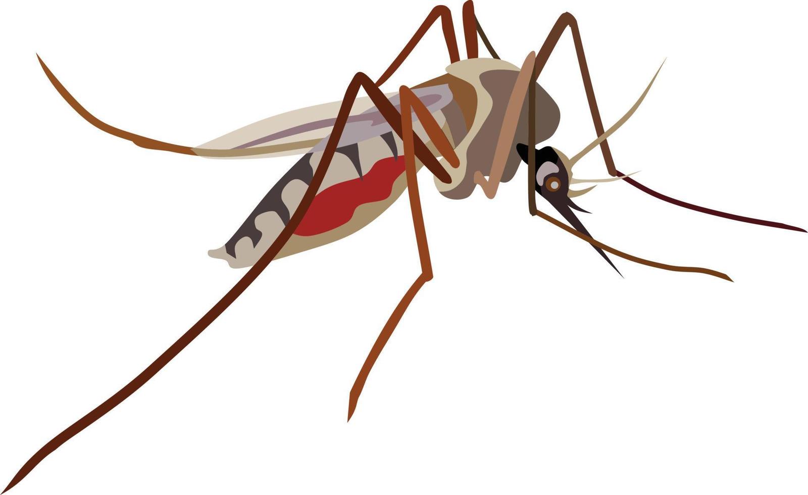 vector de animal insecto mosquito
