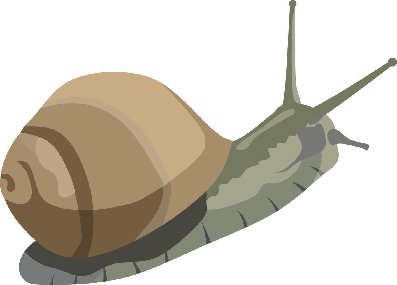 vector animal lento caracol