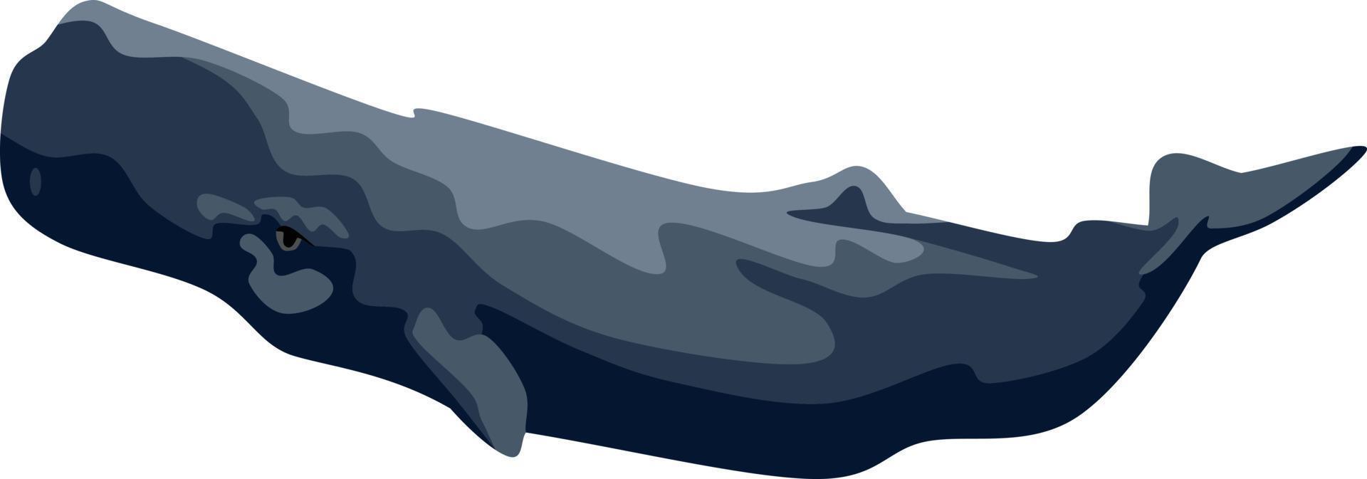 Whale Fish Animal Vector