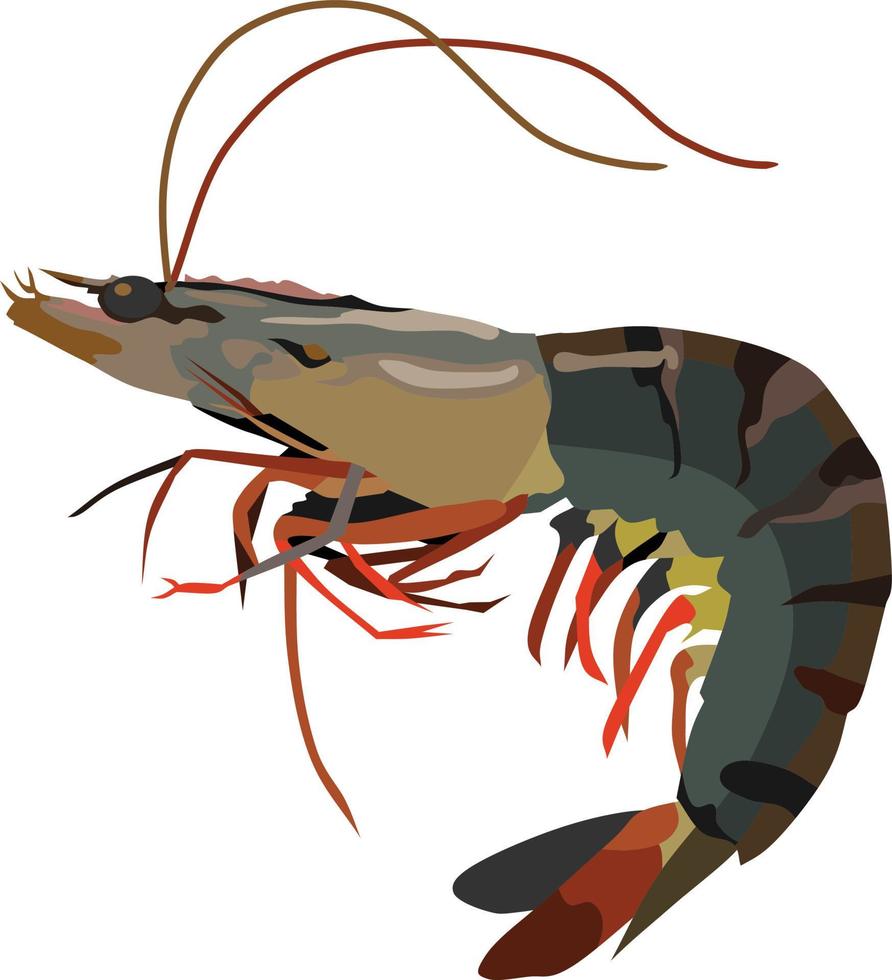 Shrimp Water Animal Vector