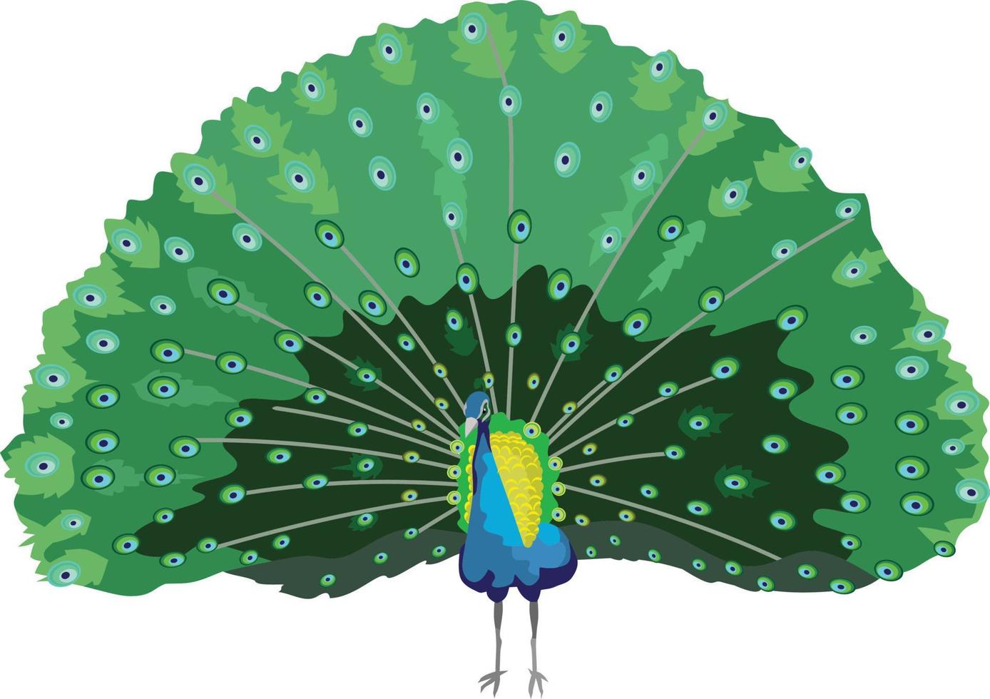 Peacock Bird Animal Vector