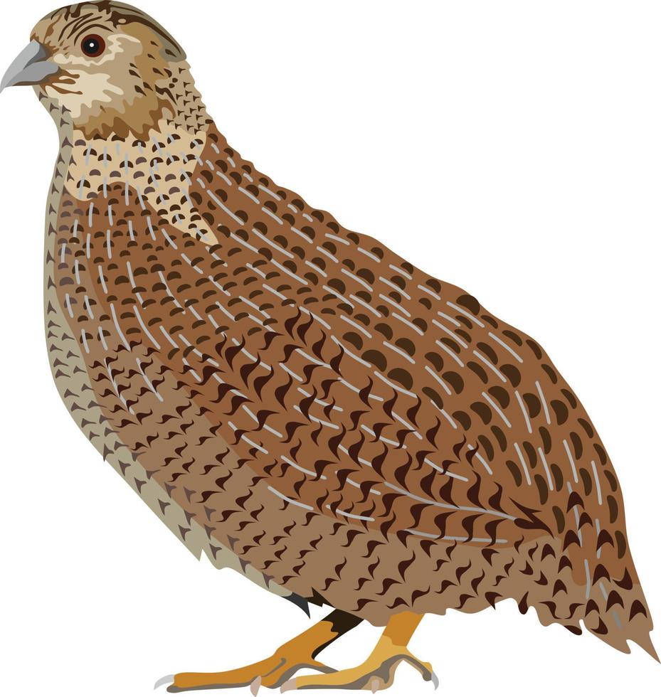 Quail Bird Animal Vector