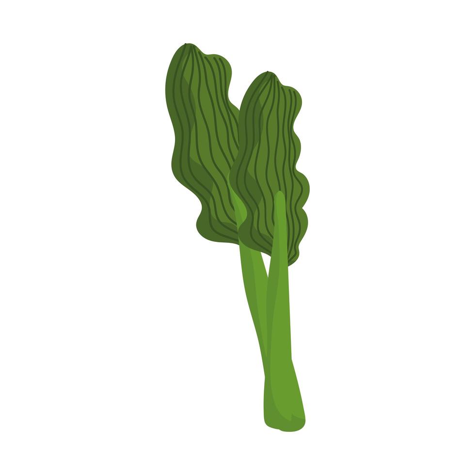 green celery fresh vector