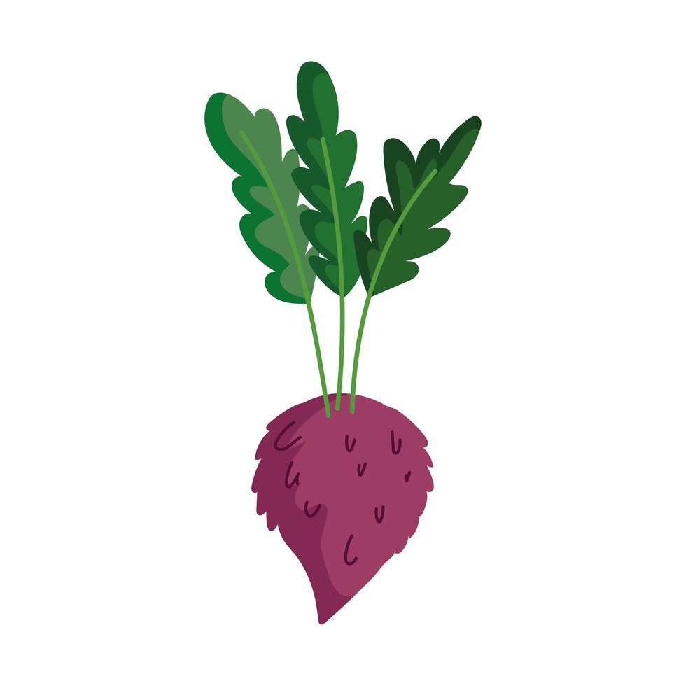 radish vegetable fresh vector