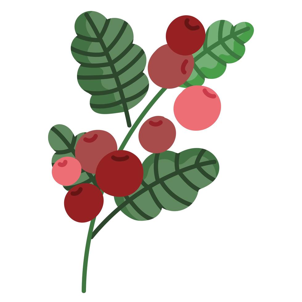 coffee branch and fruit vector