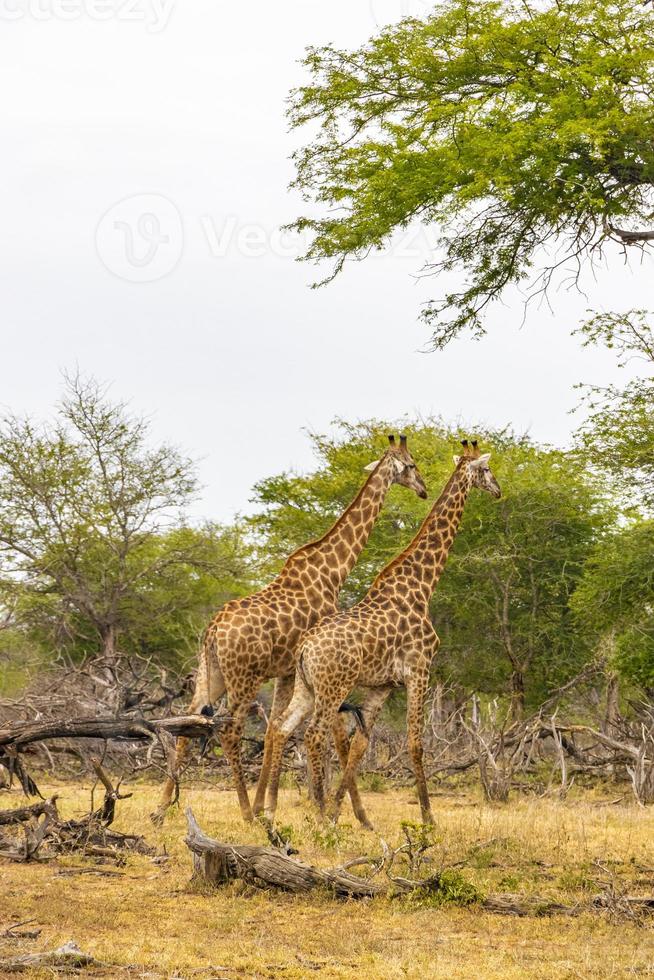 hermosa pareja majestuosa jirafas parque nacional kruger safari en sudáfrica. foto