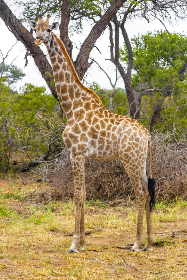 hermosa jirafa majestuosa alta safari en el parque nacional kruger sudáfrica. foto