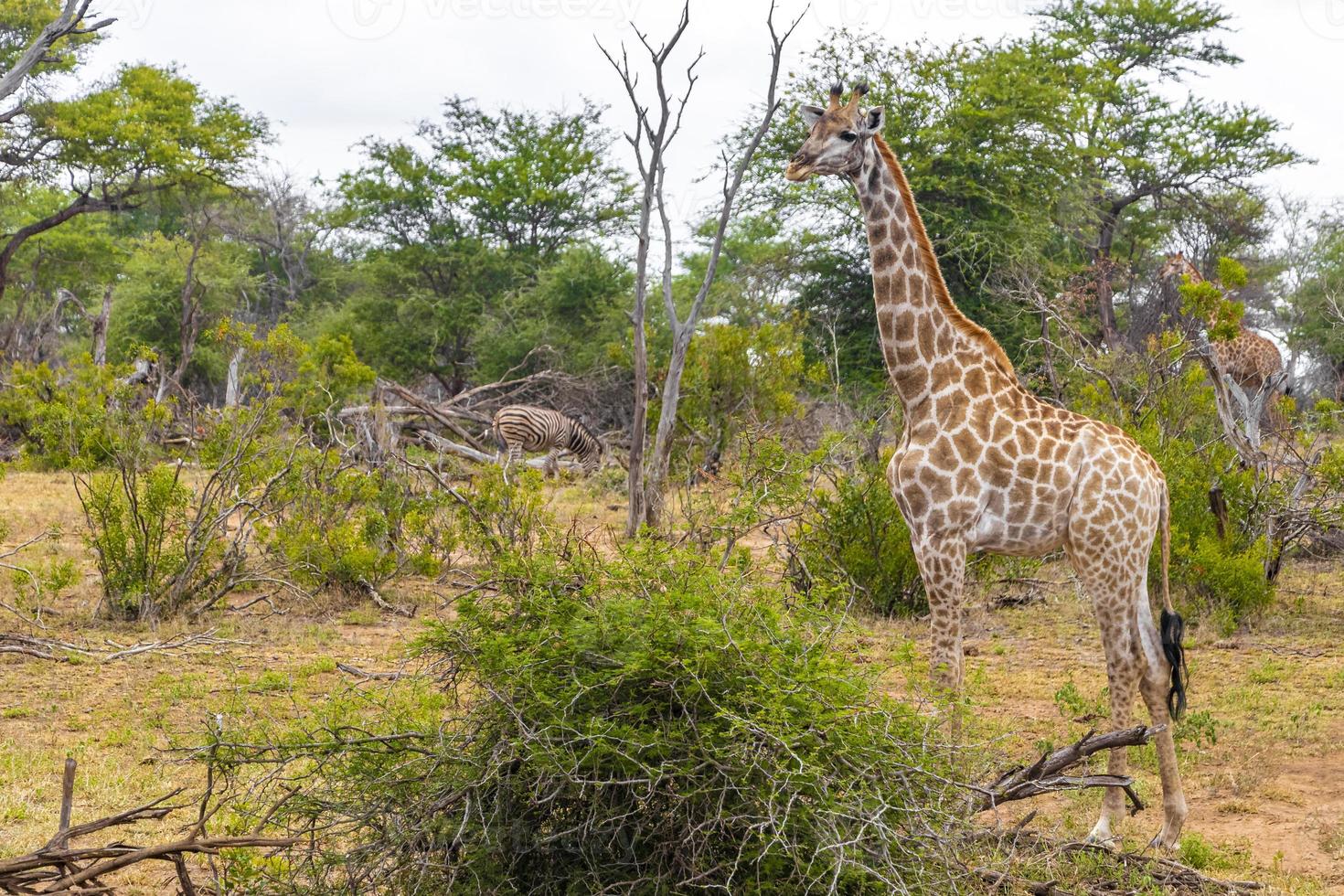 hermosas jirafas majestuosas cebras parque nacional kruger safari en sudáfrica. foto