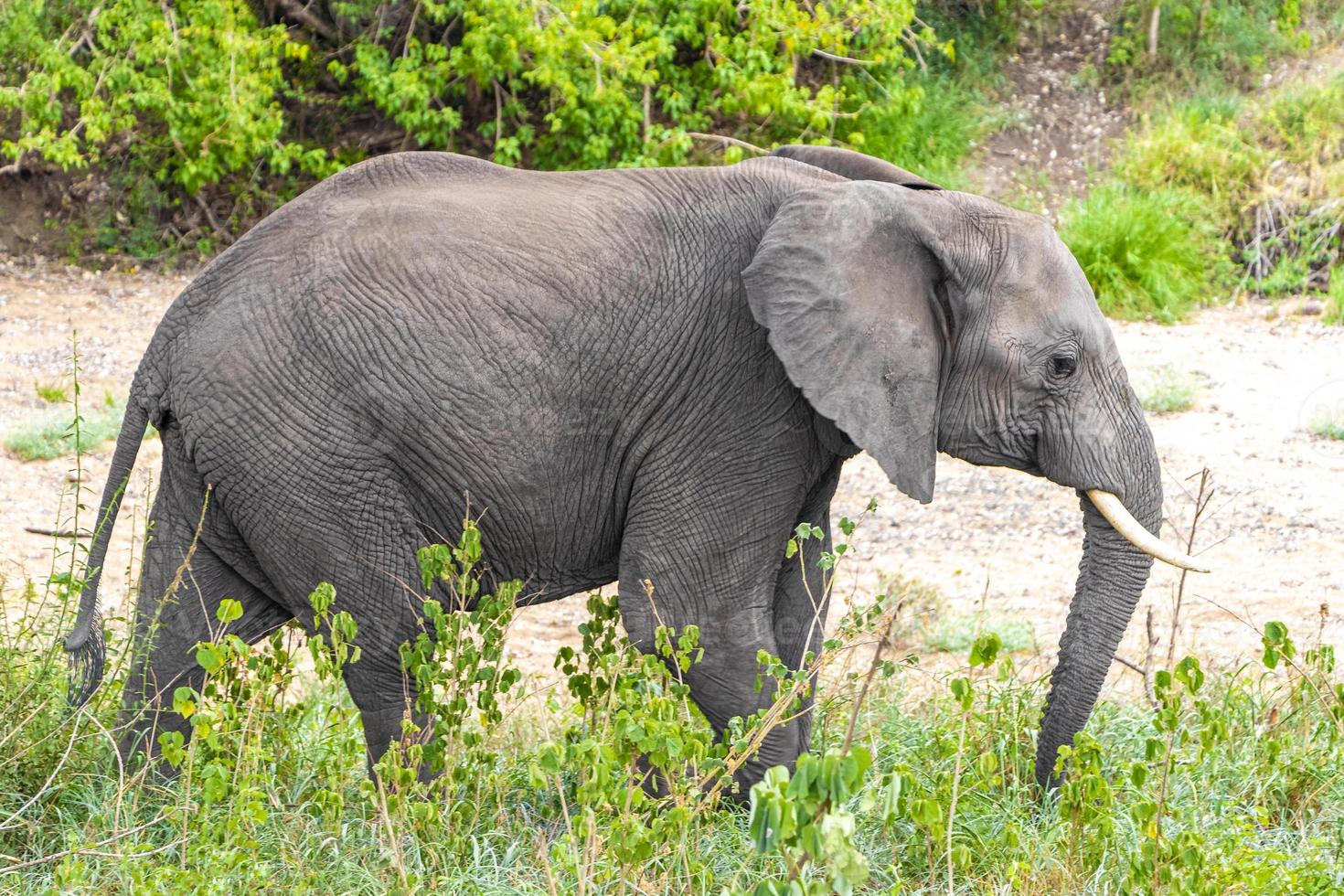 cinco grandes elefantes africanos safari en el parque nacional kruger en sudáfrica. foto