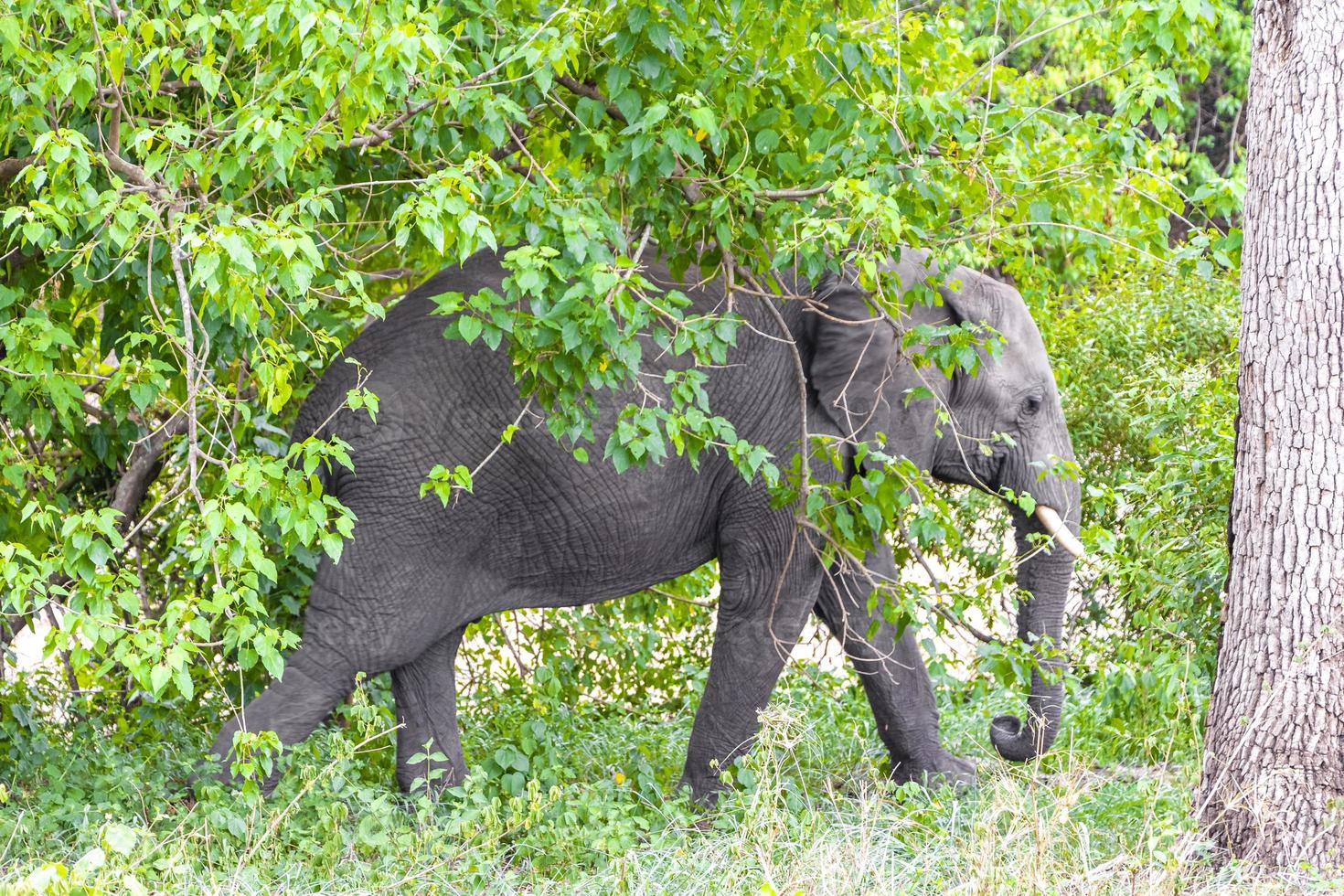 cinco grandes elefantes africanos safari en el parque nacional kruger en sudáfrica. foto