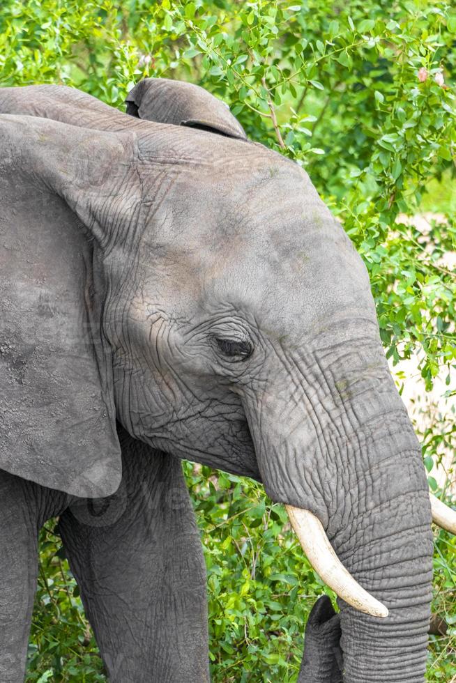 cinco grandes elefantes africanos safari en el parque nacional kruger en sudáfrica. foto