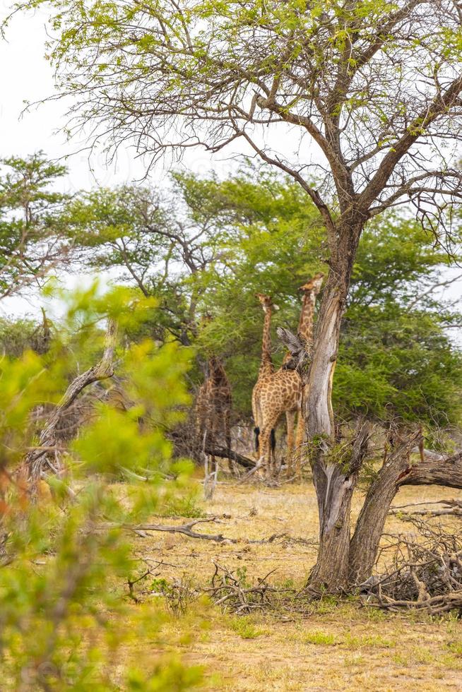 Beautiful tall majestic giraffes Kruger National Park safari South Africa. photo