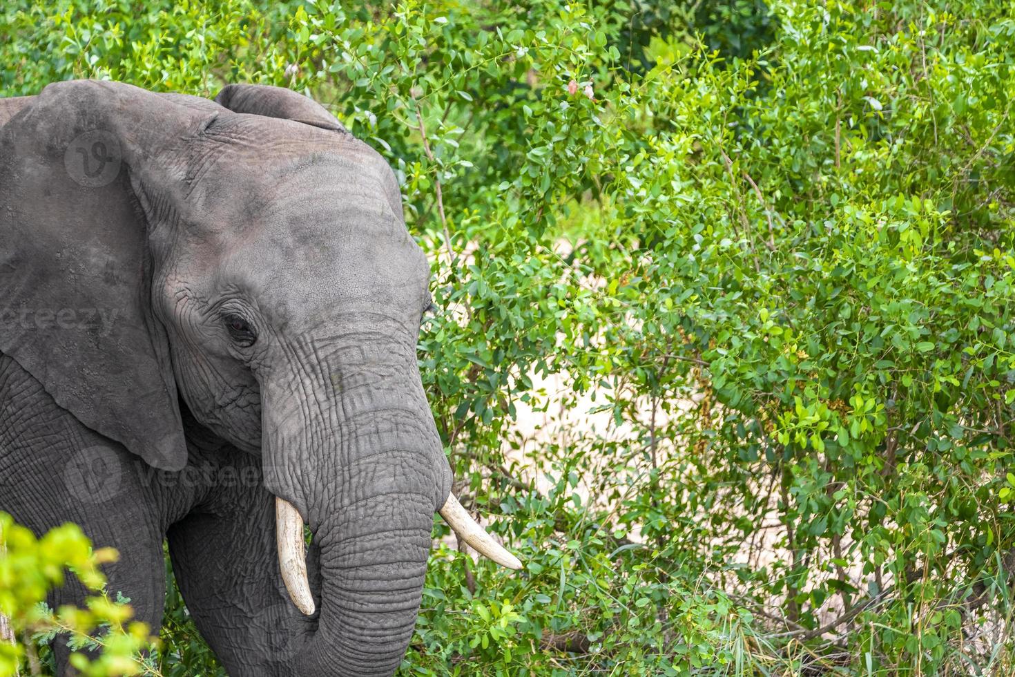 cinco grandes elefantes africanos safari en el parque nacional kruger en sudáfrica. foto