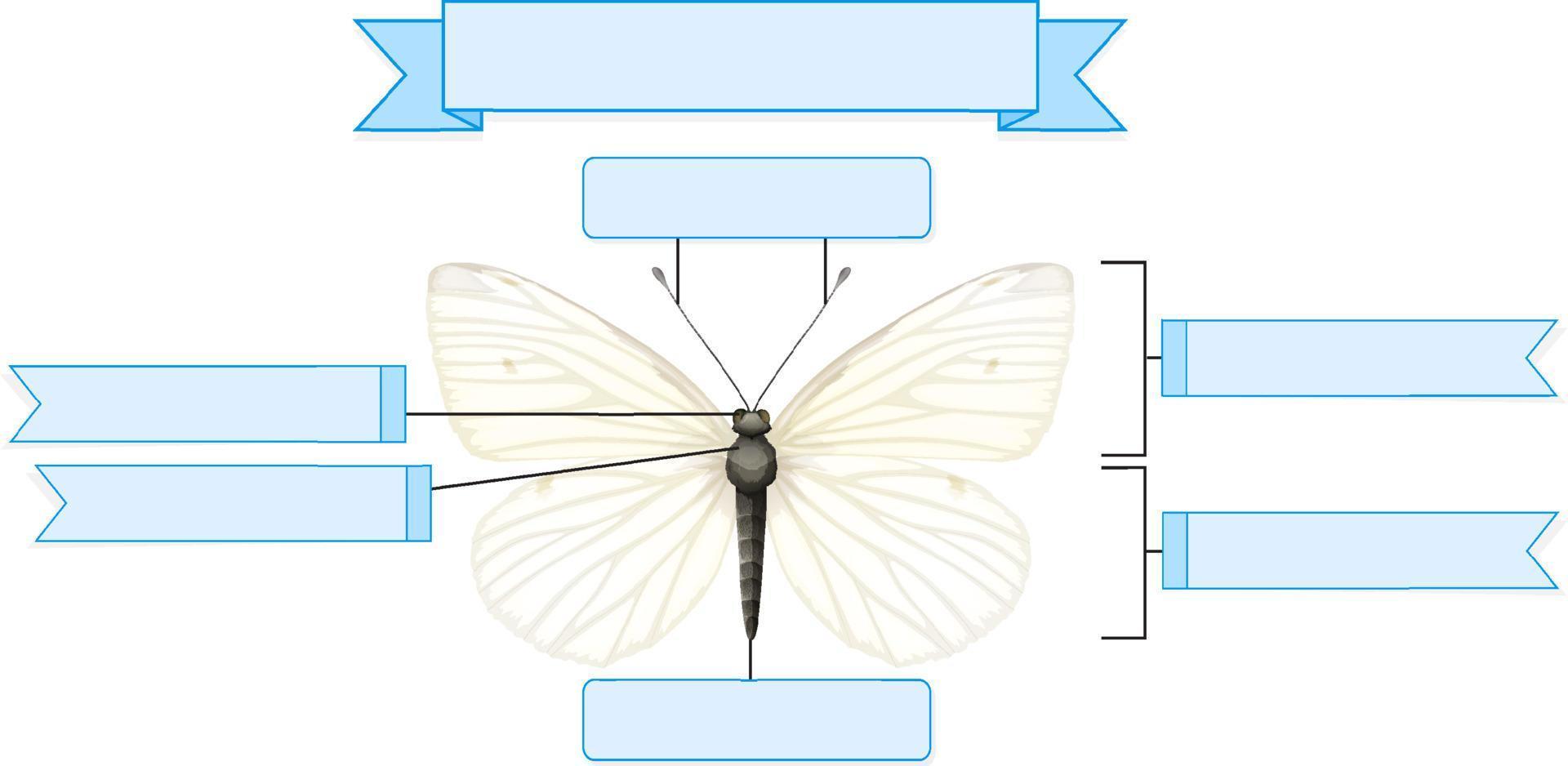 hoja de trabajo de anatomía externa de una mariposa vector