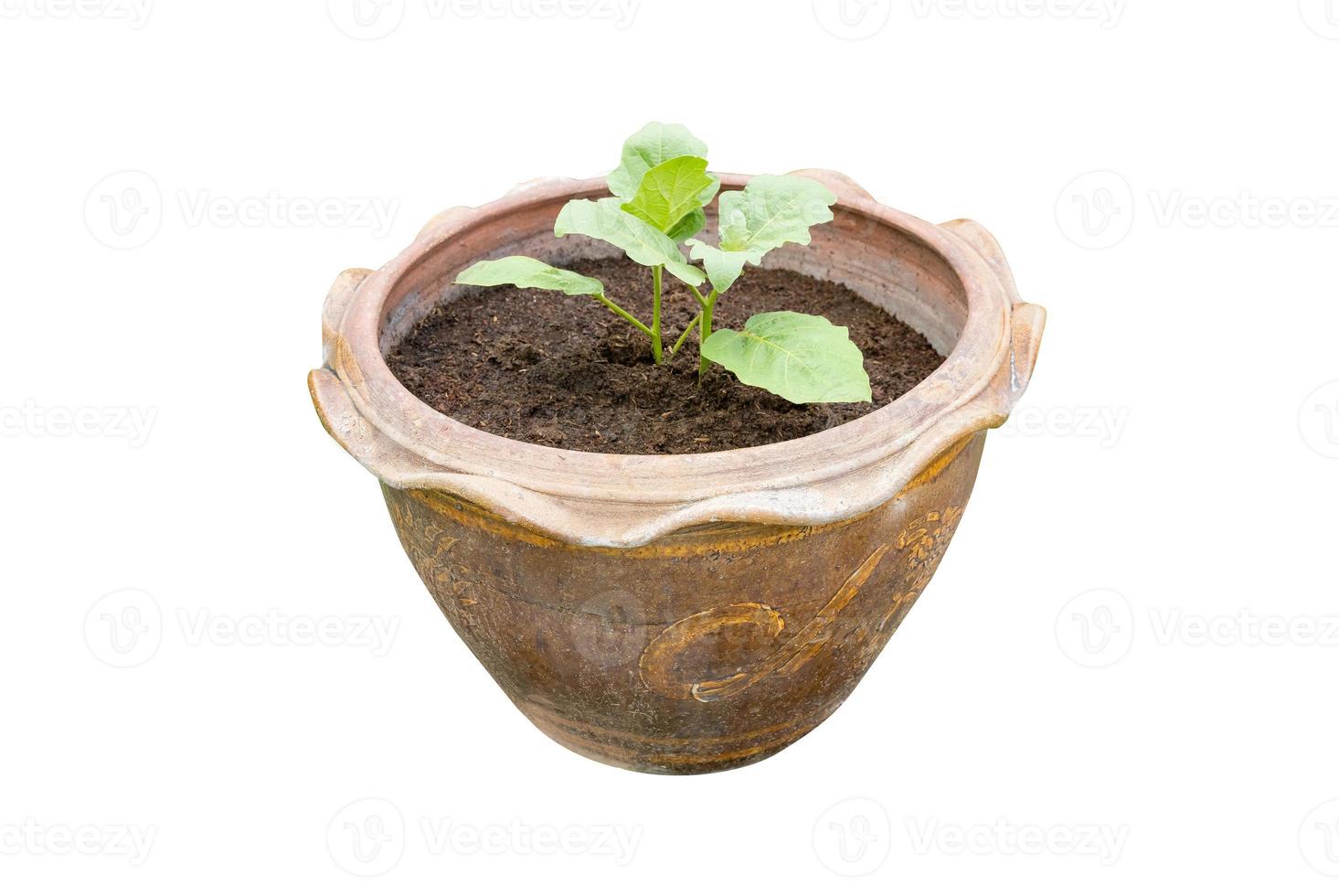 A small tree plantation in Terra Cotta pot isolated on white. photo