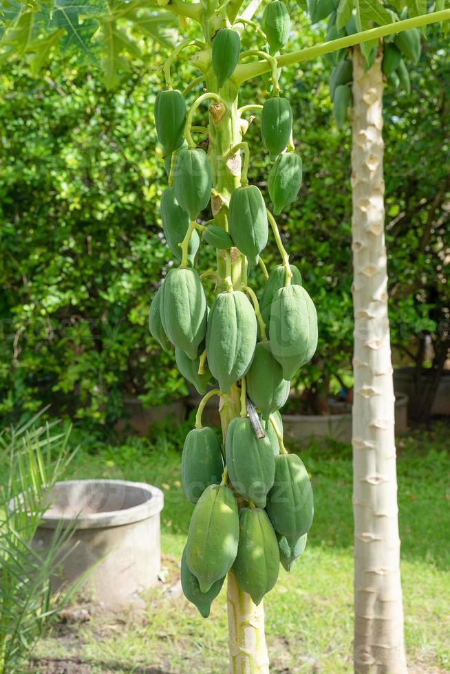 fruta de papaya en el árbol de papaya en el patio trasero. foto